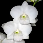 Dendrobium Big White